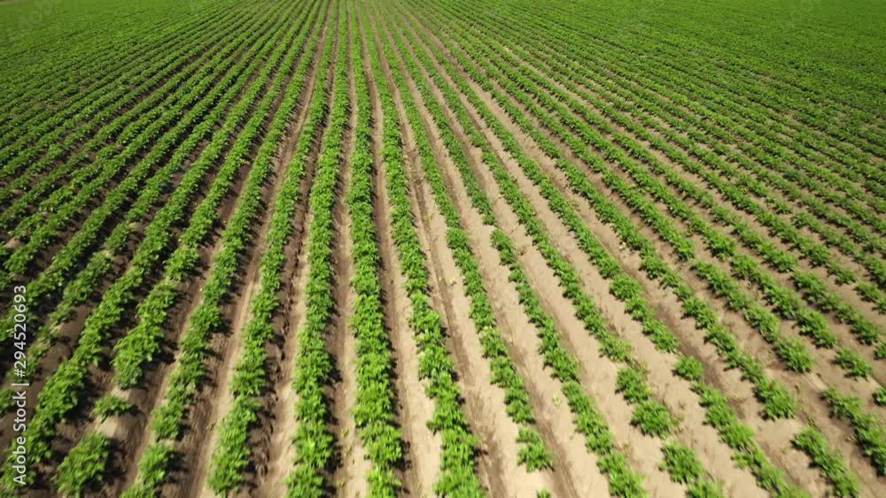 An aerial shot of wheat field ripening at spring season, agricultural landscape An aerial shot of wheat field ripening at spring season, agricultural landscape