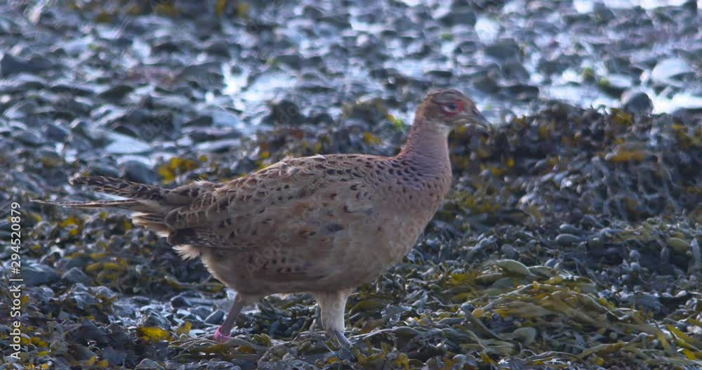 Pheasant female bird close up seaweed rock beach slow motion beautiful nature Pheasant female bird close up seaweed rock beach slow motion beautiful nature