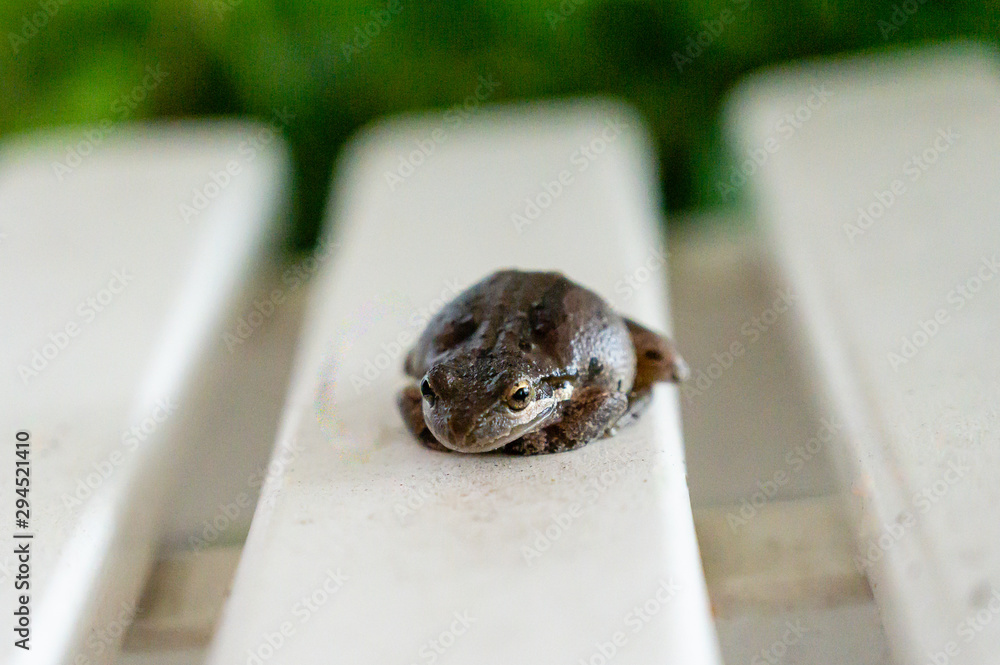 Close up of a small frog outdoors on white plank patio furniture with a blurred background Close up of a small frog outdoors on white plank patio furniture with a blurred background