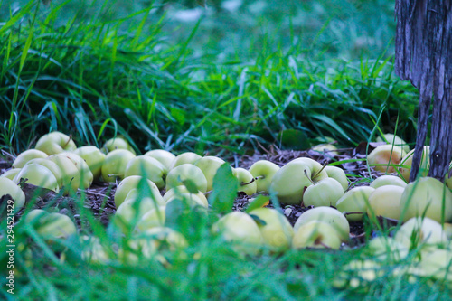 Rotten apple on the ground and rows of apple tree, Vergers & Cidrerie Denis Charbonneau, Quebec, Canada photo