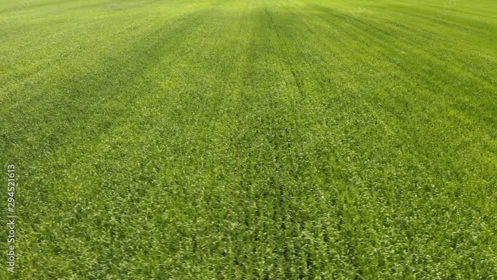 An aerial shot of wheat field ripening at spring season, agricultural landscape An aerial shot of wheat field ripening at spring season, agricultural landscape