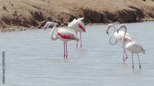 Flamingos walking across shallow water in the Las Salinas solt lake, Murcia, Spain