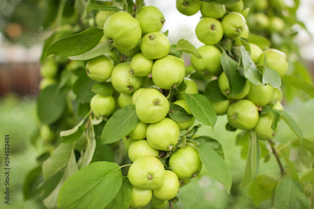 Close up group of small green apples hanging on a branch in Orchard in selective focus.
