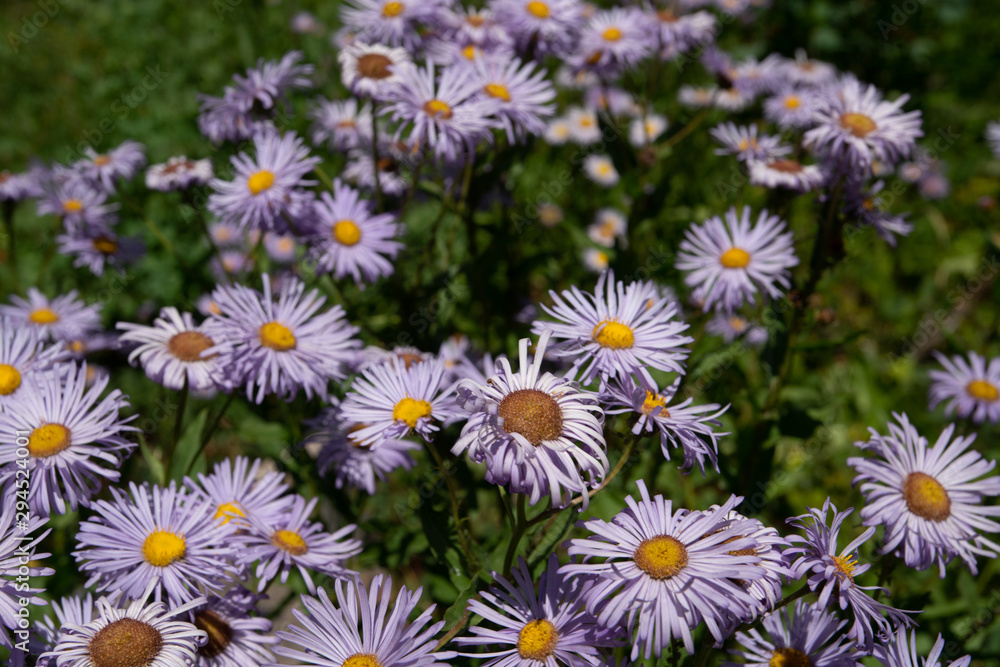 Beautiful flowers taken in kansas and colorado Beautiful flowers taken in kansas and colorado