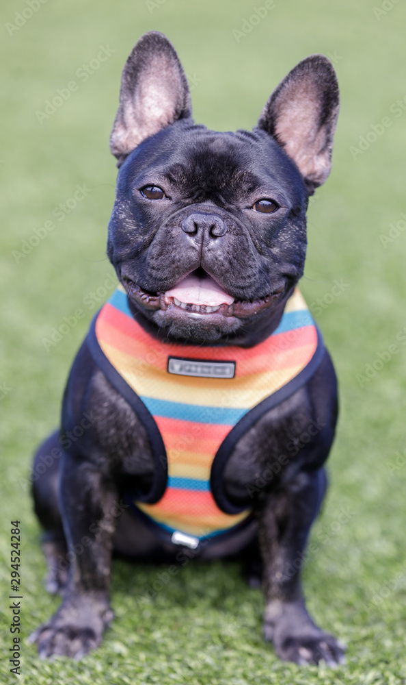 Black French Bulldog Puppy Male Sitting and Posing. Off-leash dog park in Northern California. Black French Bulldog Puppy Male Sitting and Posing. Off-leash dog park in Northern California.