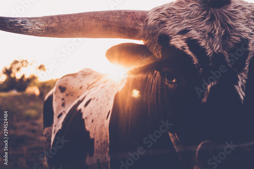 long horn, cute animals, cow lick, cute cow, texas, texas cattle, sun flares, sun, moo, steer, calf, beautiful animals, ranch, ranch land, cow, animal, farm, cattle, bull, agriculture, mammal, livesto