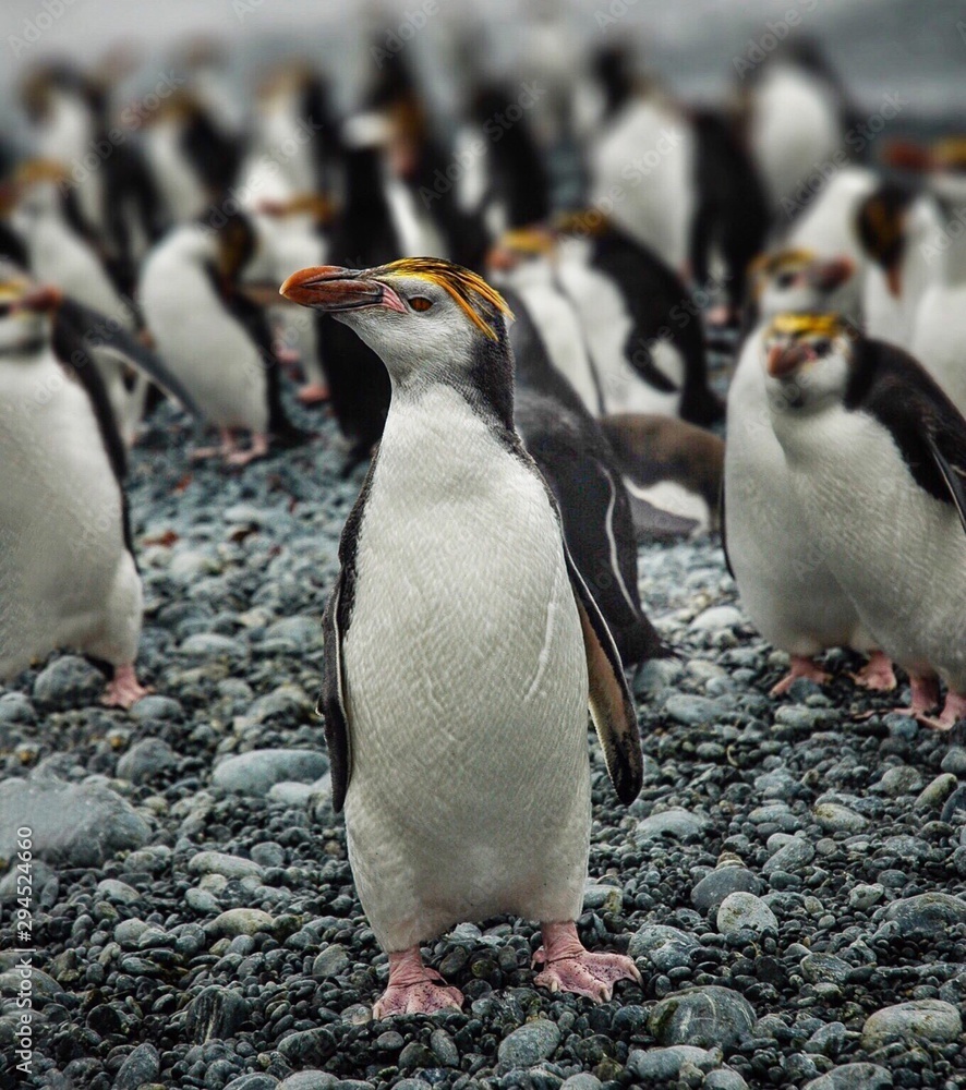 Obraz premium penguins in antarctica