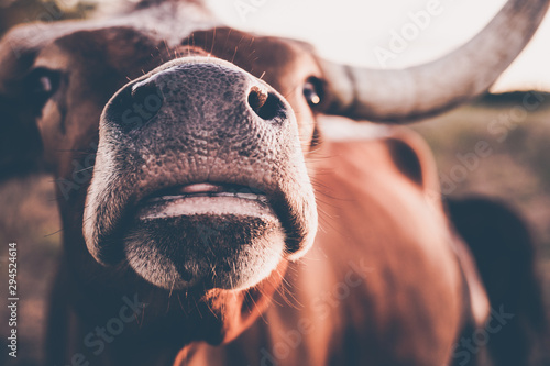 long horn, cute animals, cow lick, cute cow, texas, texas cattle, sun flares, sun, moo, steer, calf, beautiful animals, ranch, ranch land, cow, animal, farm, cattle, bull, agriculture, mammal, livesto
