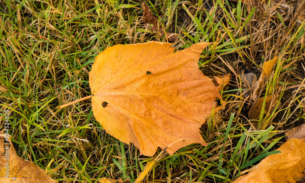 Stunning Autumn leaves in different shades of cool colors Stunning Autumn leaves in different shades of cool colors