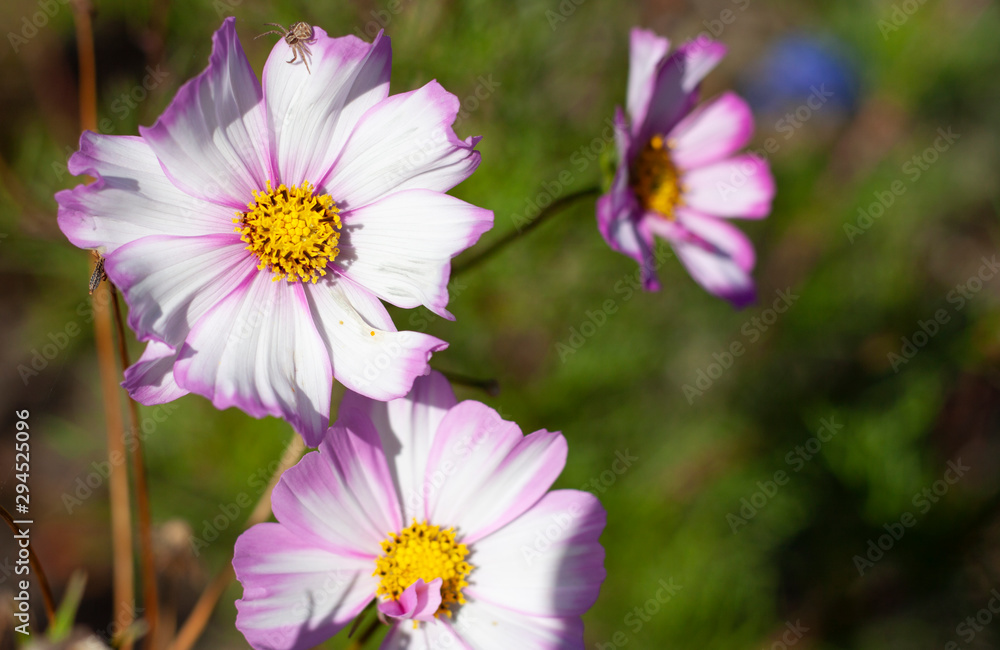 White-pink flowers in flowerbed in park White-pink flowers in flowerbed in park