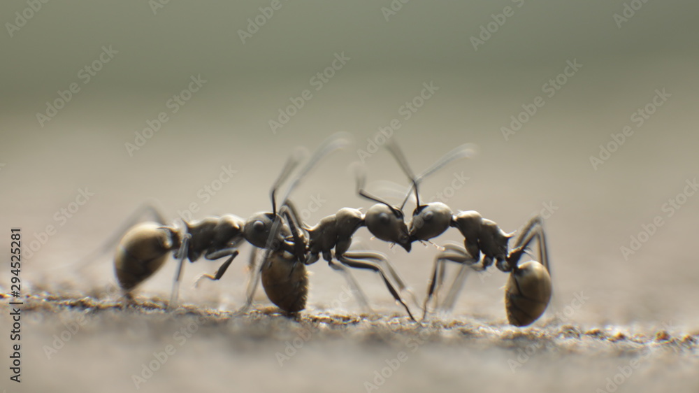ants on green grass background