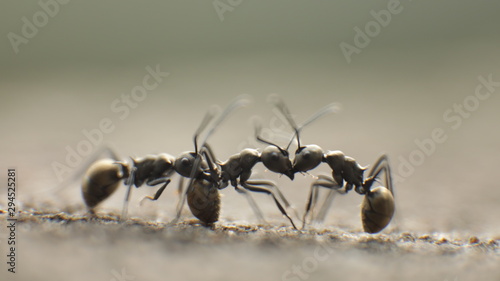 ants on green grass background © Prasanth