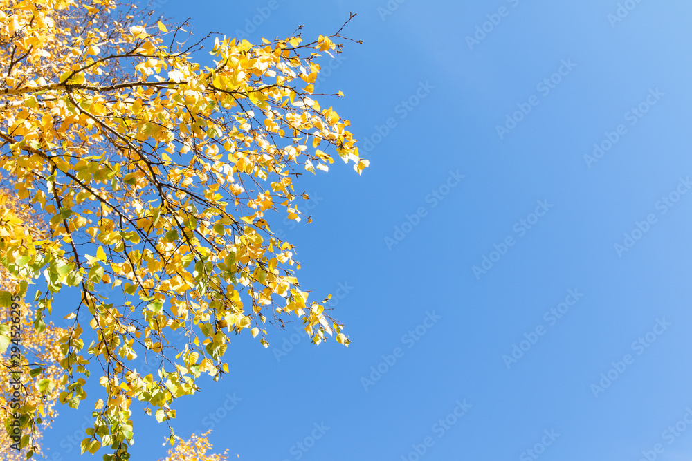 Yellow birch on a background of blue sky in autumn. Copy space, space for text. Yellow birch on a background of blue sky in autumn. Copy space, space for text.