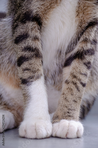 Close up of cute cat's paw, Thai cat's paw