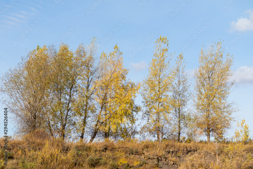 Autumn landscape, yellow trees on the field and blue sky on a sunny day. Autumn landscape, yellow trees on the field and blue sky on a sunny day.