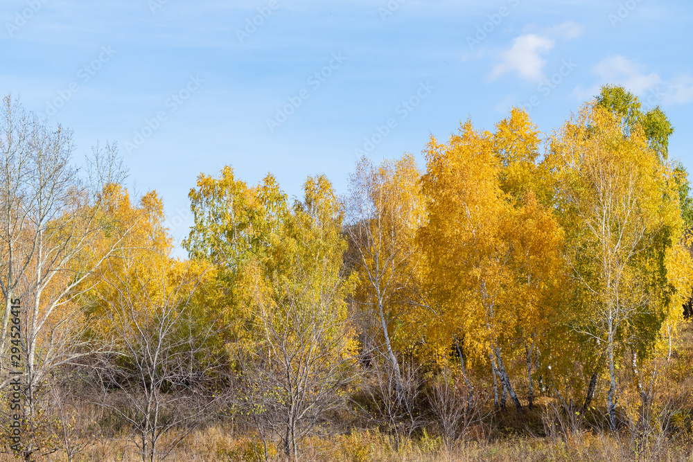 Autumn landscape, yellow trees on the field and blue sky on a sunny day.