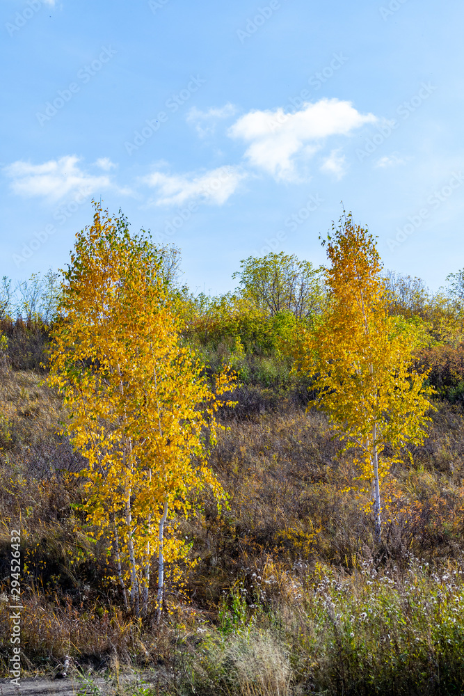 Autumn landscape, yellow trees on the field and blue sky on a sunny day. Autumn landscape, yellow trees on the field and blue sky on a sunny day.