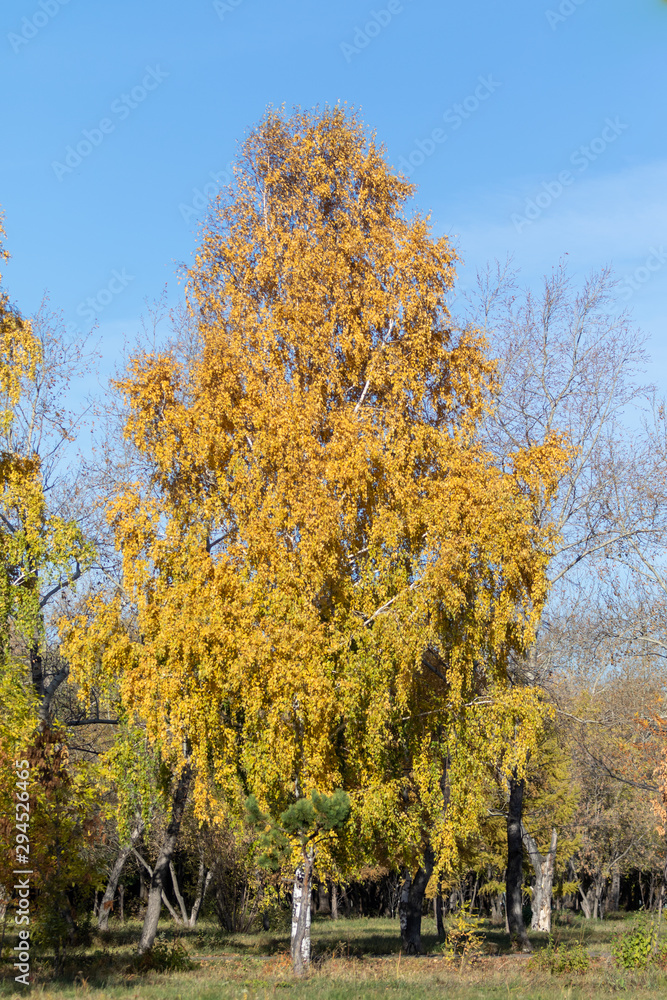 Autumn landscape, yellow trees on the field and blue sky on a sunny day.