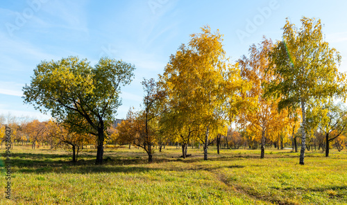 Autumn landscape  yellow trees on the field and blue sky on a sunny day.