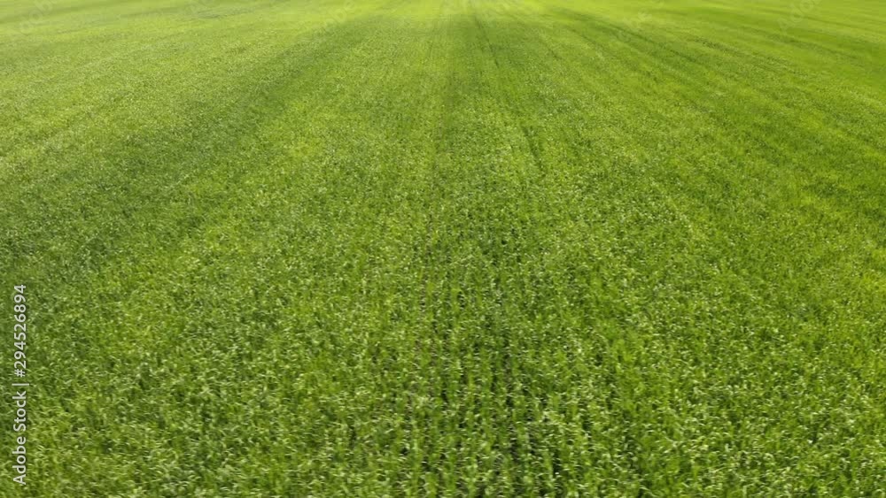 An aerial shot of wheat field ripening at spring season, agricultural landscape. Beautiful view. An aerial shot of wheat field ripening at spring season, agricultural landscape. Beautiful view.