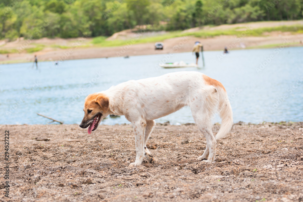 White dog Walking near the reservoir