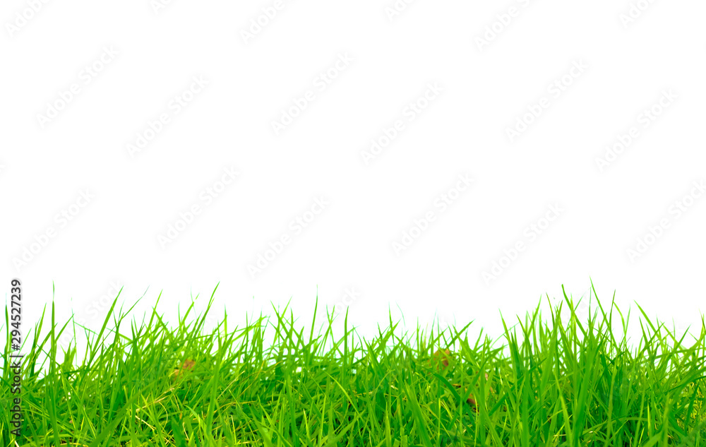 Perfect grass, natural green White background Perfect grass, natural green White background
