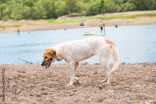 Fototapeta Naklejka Na Ścianę i Meble -  White dog Walking near the reservoir