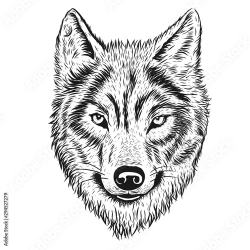 Hand drawn wolf illustrator