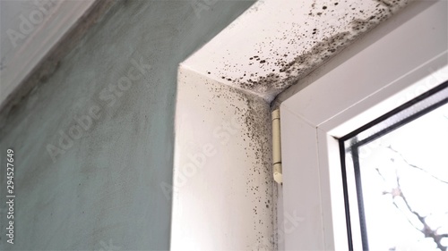 Mold growth. Mould spores thrive on moisture. Mold spores can quickly grow into colonies when exposed to water photo