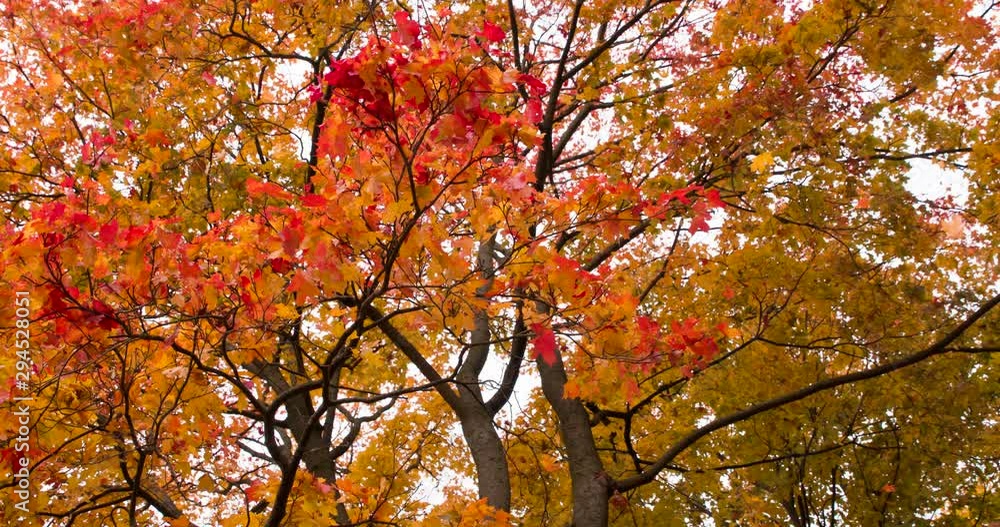 Autumn Maple Leaves. The camera is pointing up. Bright autumn leaves slowly circle and fall from a tall old maple