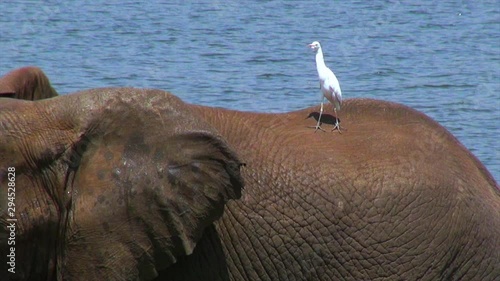 Elephants and birds wash and play in an African river.