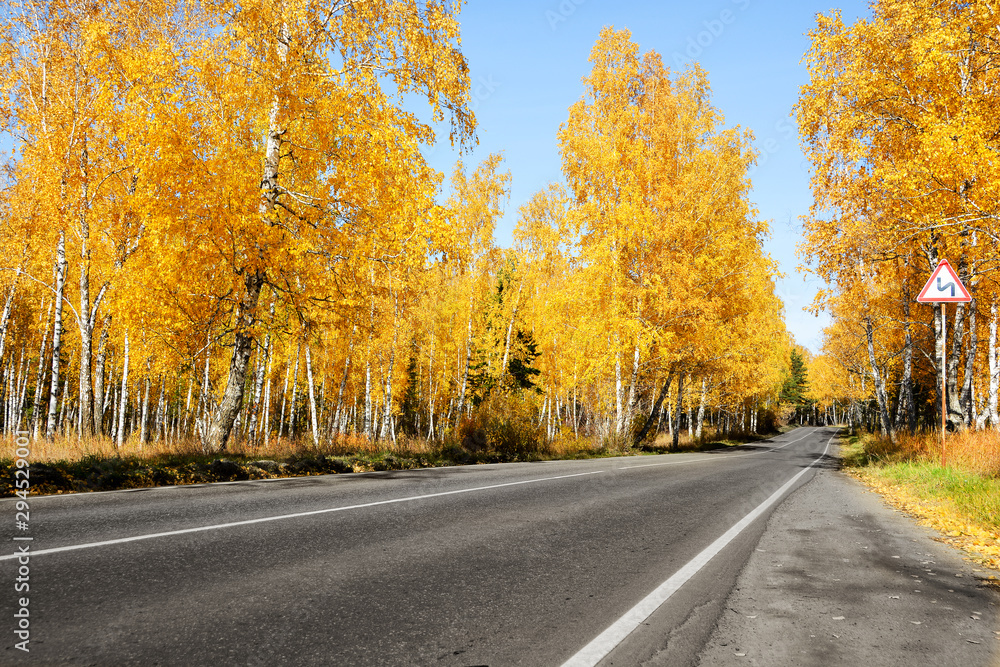 The road in the autumn Pine and birch forest.Beautiful yellow foliage on birch trees