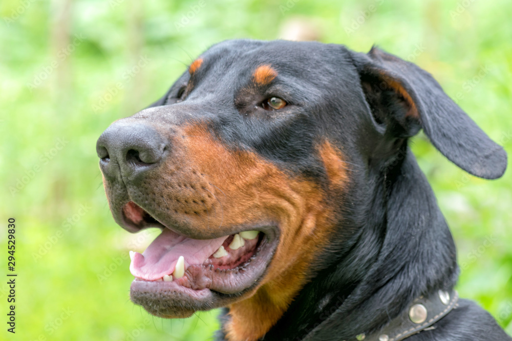 portrait of a dog- portrait of a dog-