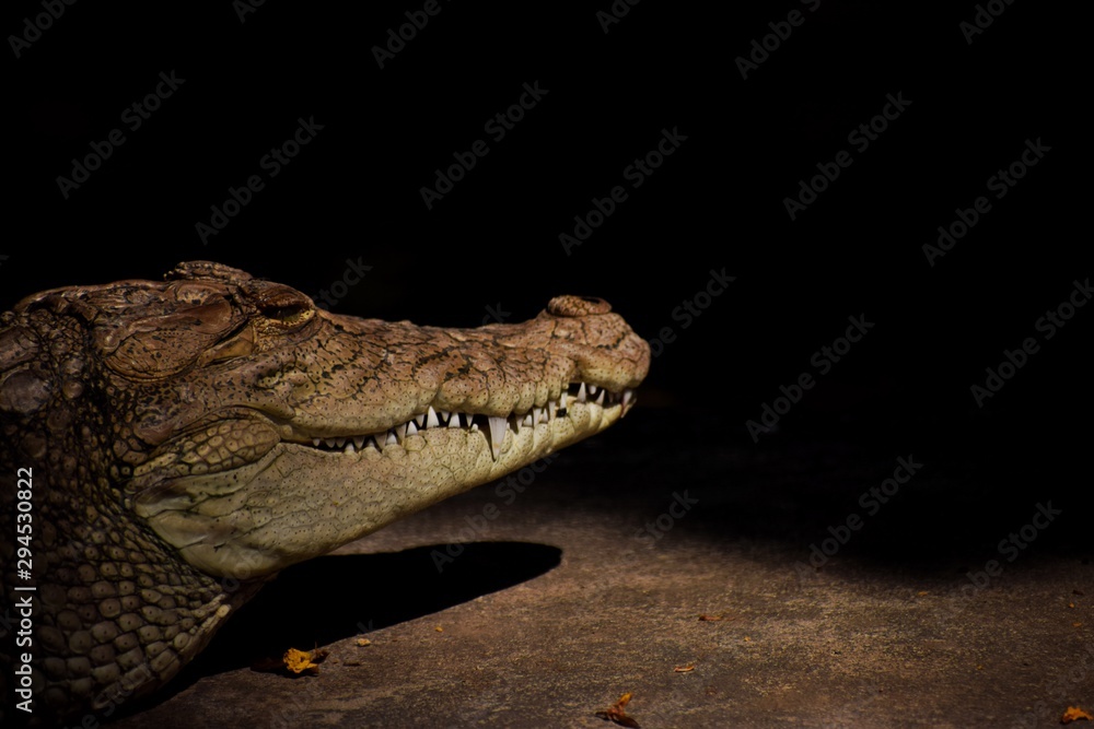 Fototapeta premium closeup of a crocodile