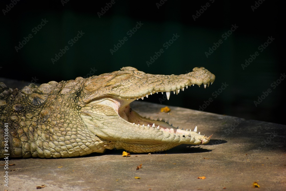 Obraz premium crocodile with mouth open