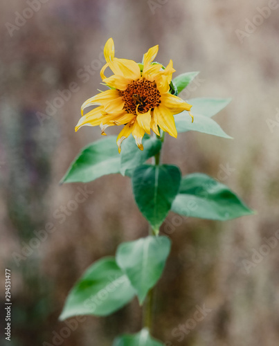 Woodland sunflower with bee