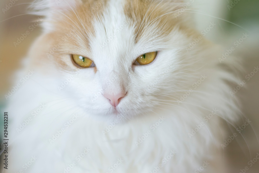Closeup portrait of a beautiful white beige cat with golden eyes. Stares into the eyes