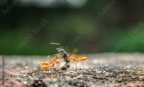 fight among ant
