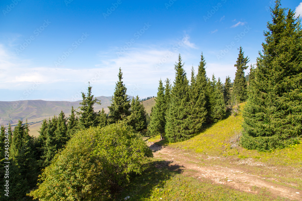 young trees of a Christmas tree in the mountains. Summer beautiful landscape.