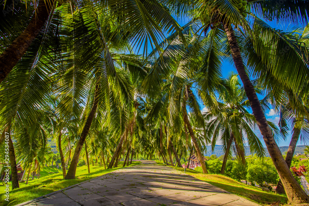 palm trees on beach palm trees on beach