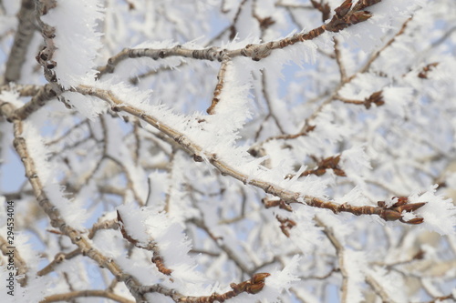 Closeup hoarfrost on tree branch in winter season of Canada, look cold and beautiful. © TANIDA