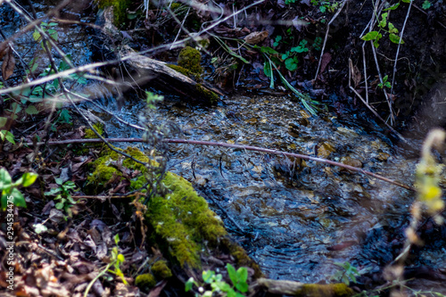 stream in forest