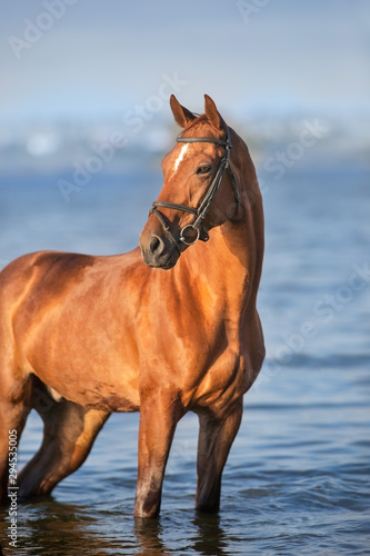 Beautiful red horse portrait in water