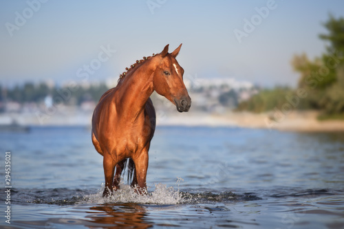 Beautiful red horse portrait in water