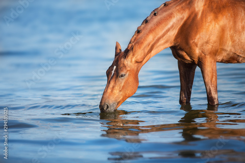 Beautiful red stallion drink in water