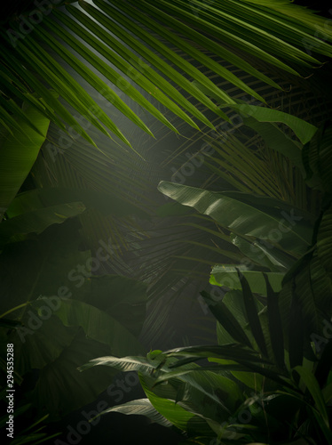 Fototapeta Naklejka Na Ścianę i Meble -  fragment view of nice mist  green tropical jungle