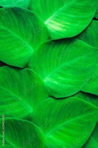 Texture of green tropical plant growing on wall. Tropical jungle pattern