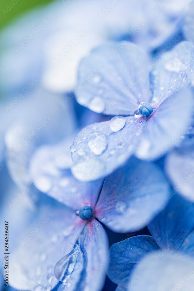 梅雨の季節に映える紫陽花の花 Stock Photo Adobe Stock