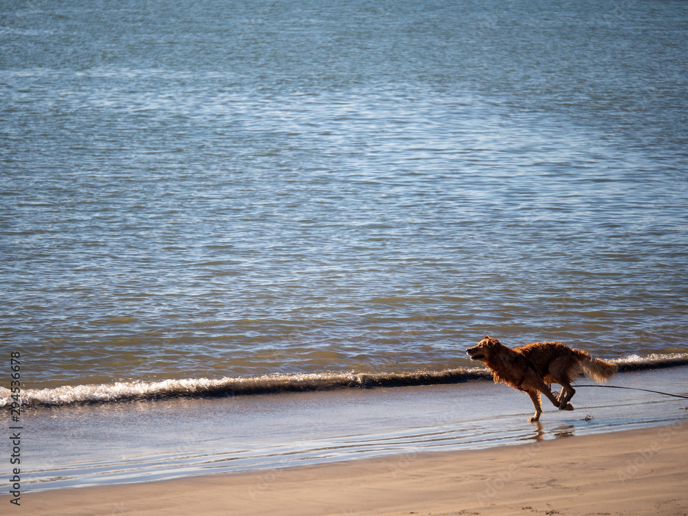 Wet golden retriever dog running along ocean on beach