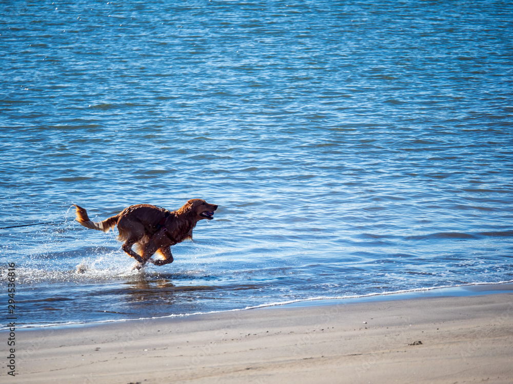 Wet golden retriever dog running out of ocean water onto beach with ball in mouth